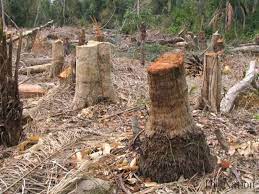 البرازيل: الكفاح لأجل الحفاظ على الغابات